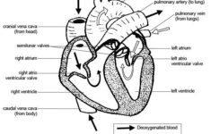 Anatomy And Physiology Of Animals Cardiovascular System The Heart
