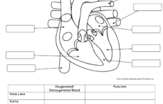 Anatomy And Physiology Printable Worksheets Lexia s Blog