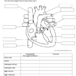 Anatomy And Physiology Printable Worksheets Lexia S Blog