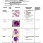 Anatomy And Physiology Unit 10 Review KEY Chapter 10 Blood