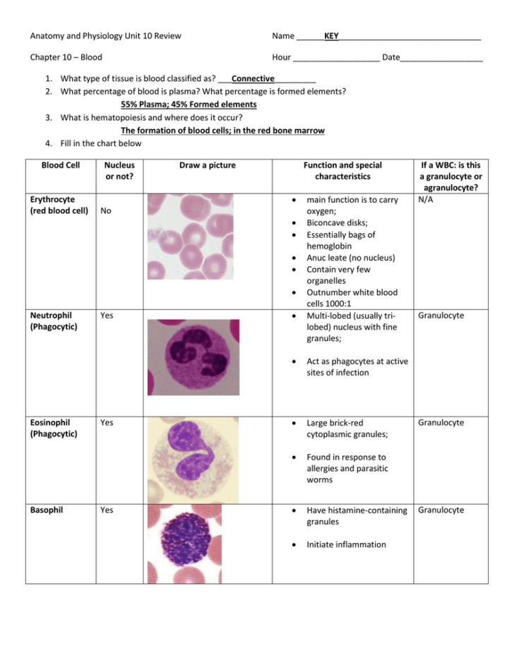 Blood Worksheet Anatomy And Physiology
