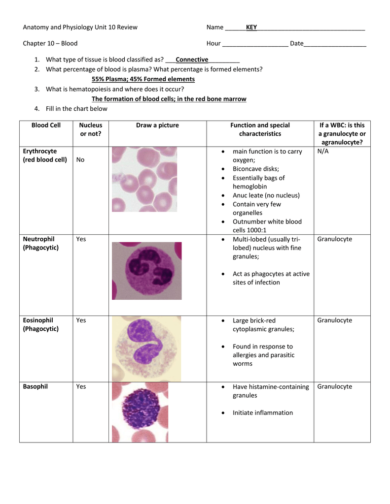 Anatomy And Physiology Unit 10 Review KEY Chapter 10 Blood