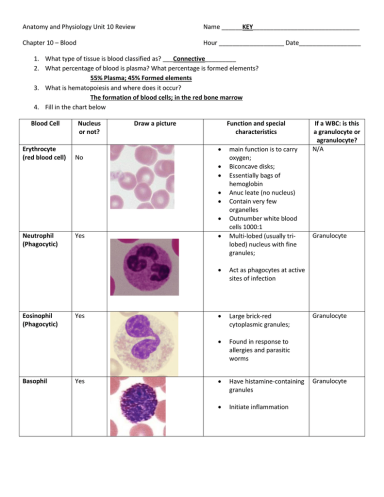 Anatomy And Physiology Unit 10 Review KEY Chapter 10 Blood | Anatomy ...