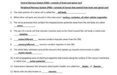Anatomy And Physiology Unit 6 KEY Nervous System Review Sheet