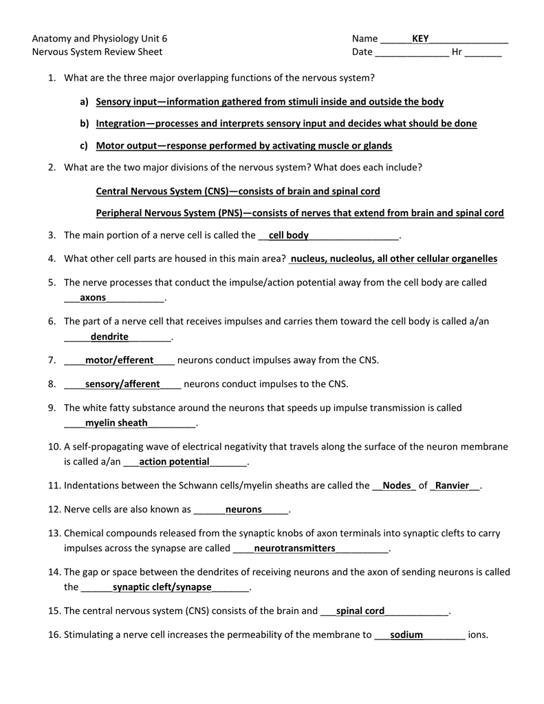 Anatomy And Physiology Of The Neuron Review Worksheet Answers Anatomy Worksheets