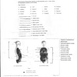 Anatomy And Physiology Worksheets For College Db Excel