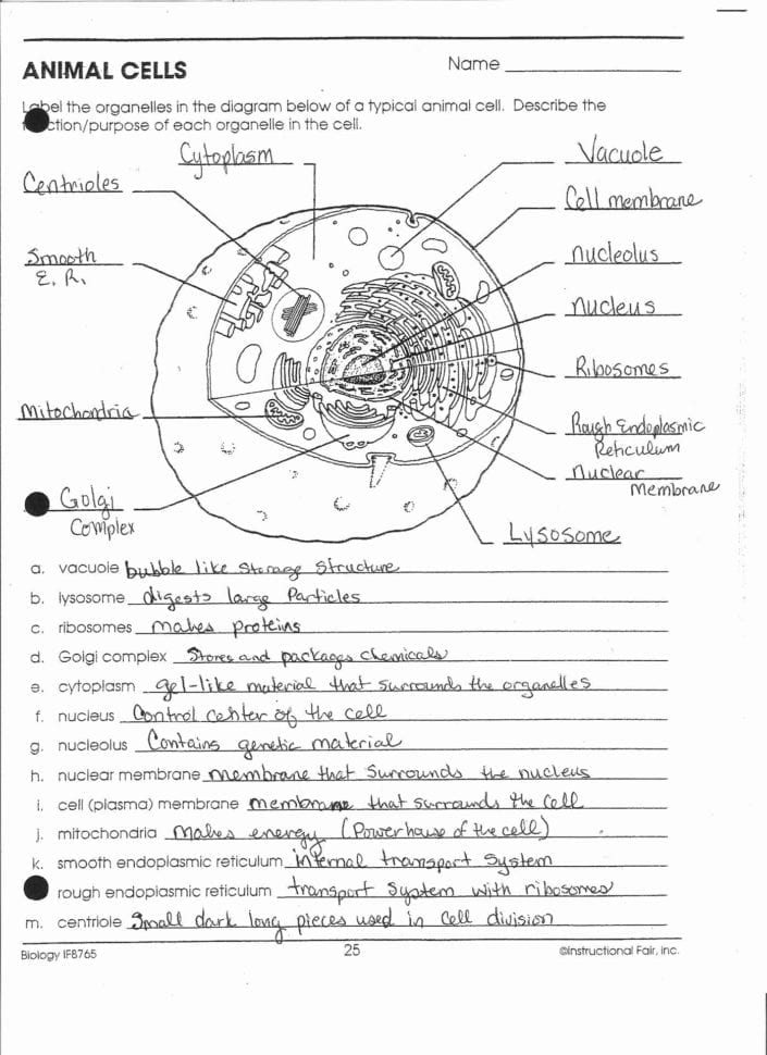 Anatomy And Physiology Cell Worksheets