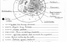 Anatomy And Physiology Worksheets For College Db excel