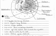 Anatomy And Physiology Worksheets For College Db excel