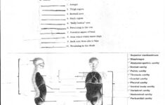 Anatomy And Physiology Worksheets For College Db excel
