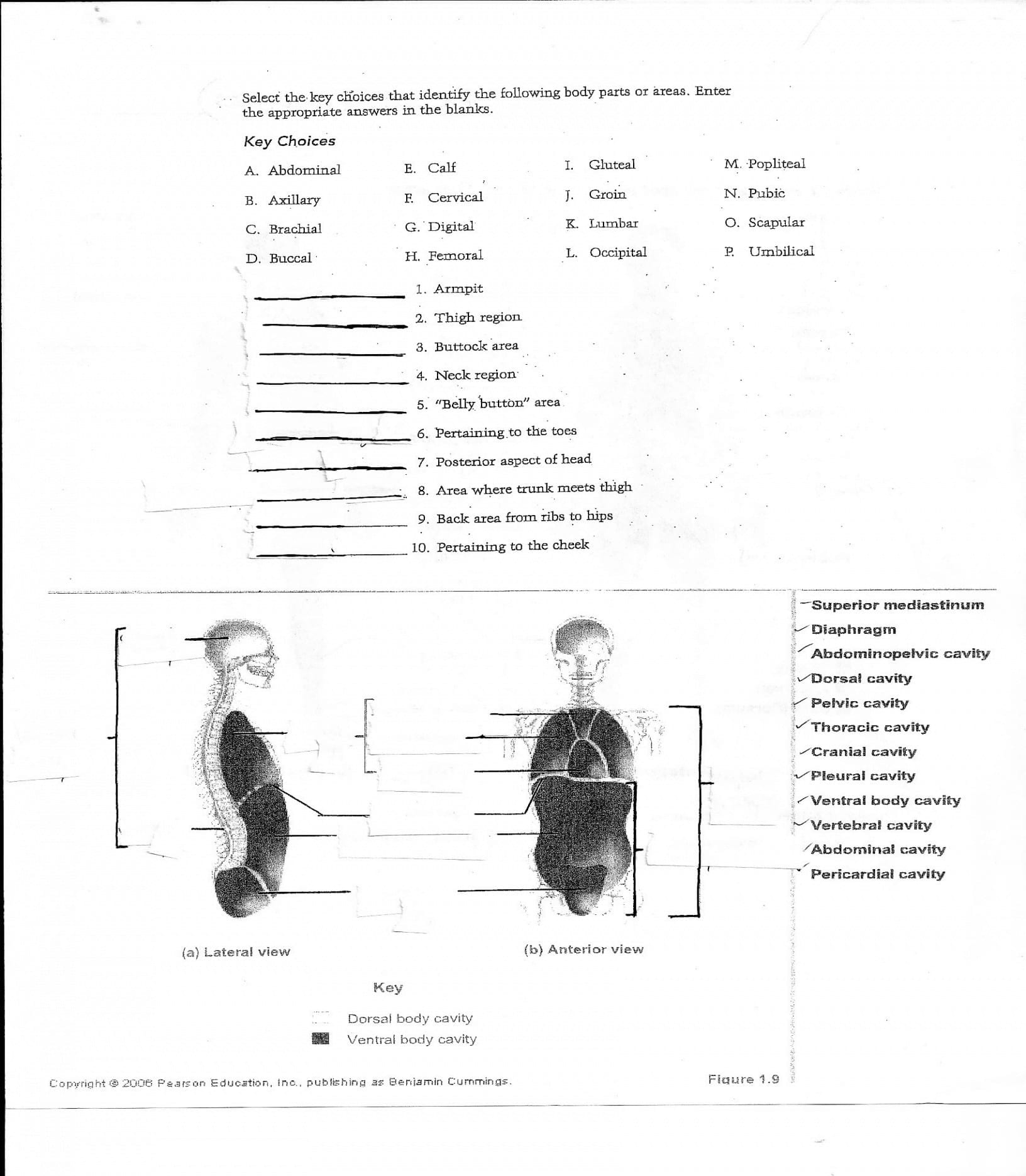 Anatomy And Physiology Worksheets For College Db excel