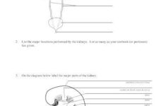 Anatomy And Physiology Worksheets For High School Worksheets Master