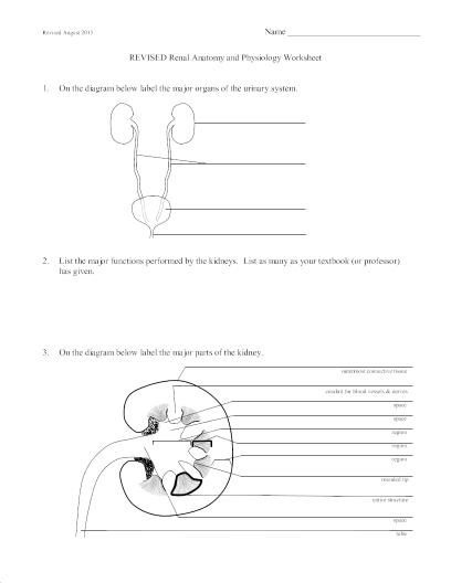 Anatomy And Physiology Worksheets For High School Worksheets Master