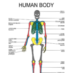 Anatomy Art Print For Playroom Or Homeschool Educational Human Anatomy