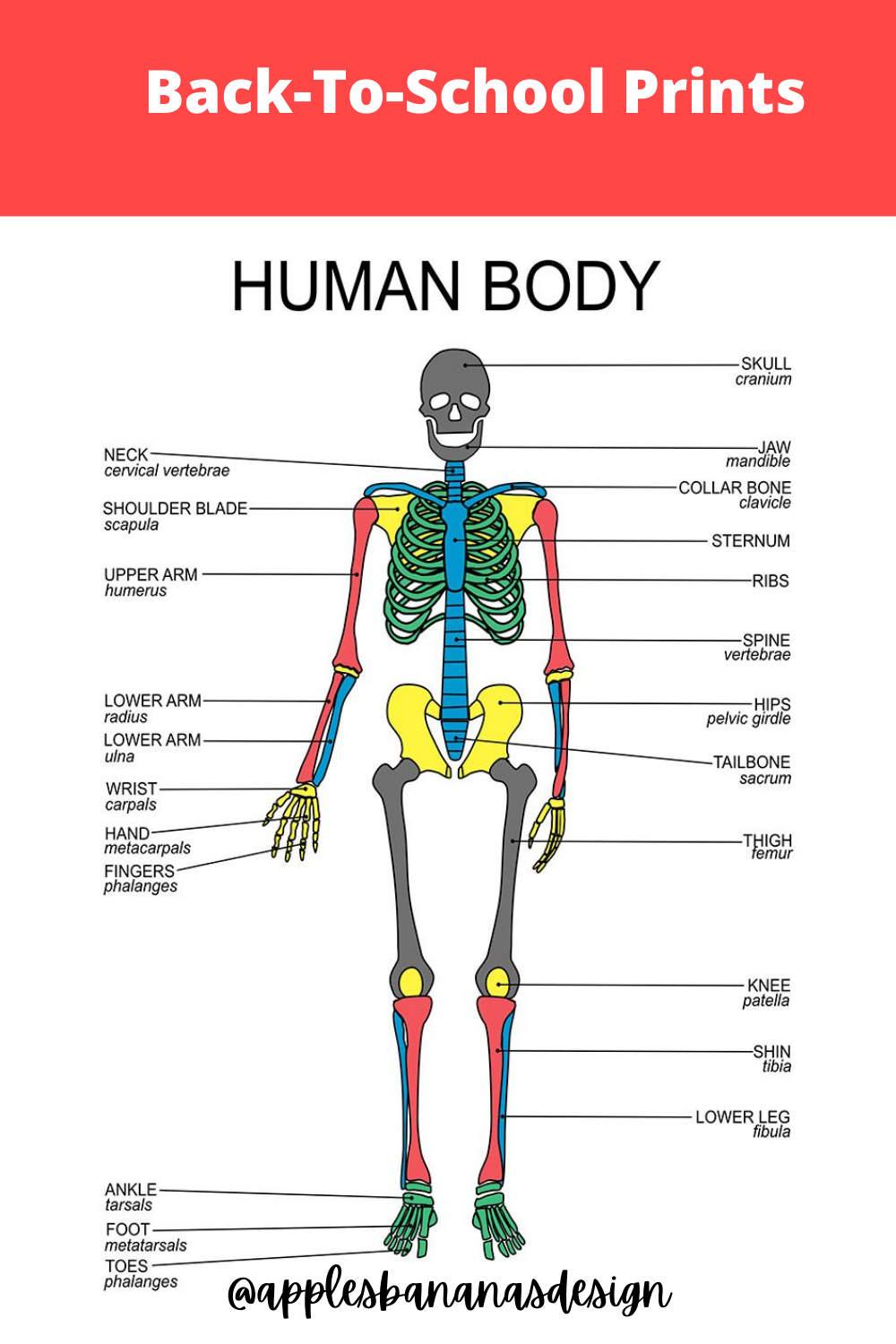 Anatomy Art Print For Playroom Or Homeschool Educational Human Anatomy 