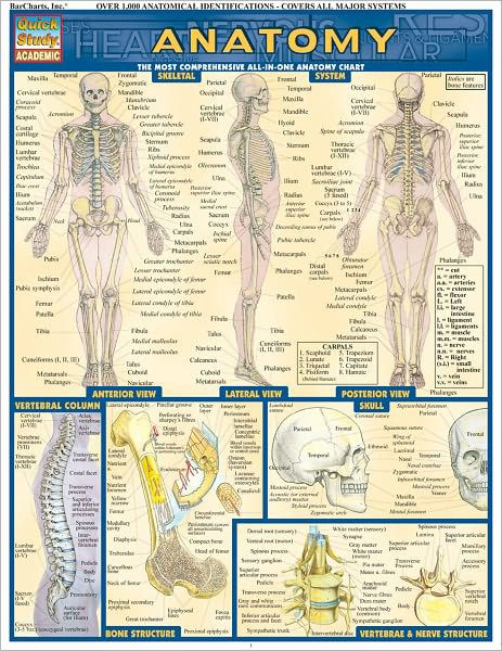 Anatomy And Physiology Printable Study Guide