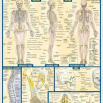 Anatomy By Vincent Perez NOOK Book EBook Barnes Noble
