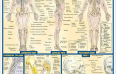 Anatomy By Vincent Perez NOOK Book eBook Barnes Noble
