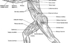 Anatomy Coloring Book Anatomy And Physiology Muscular System
