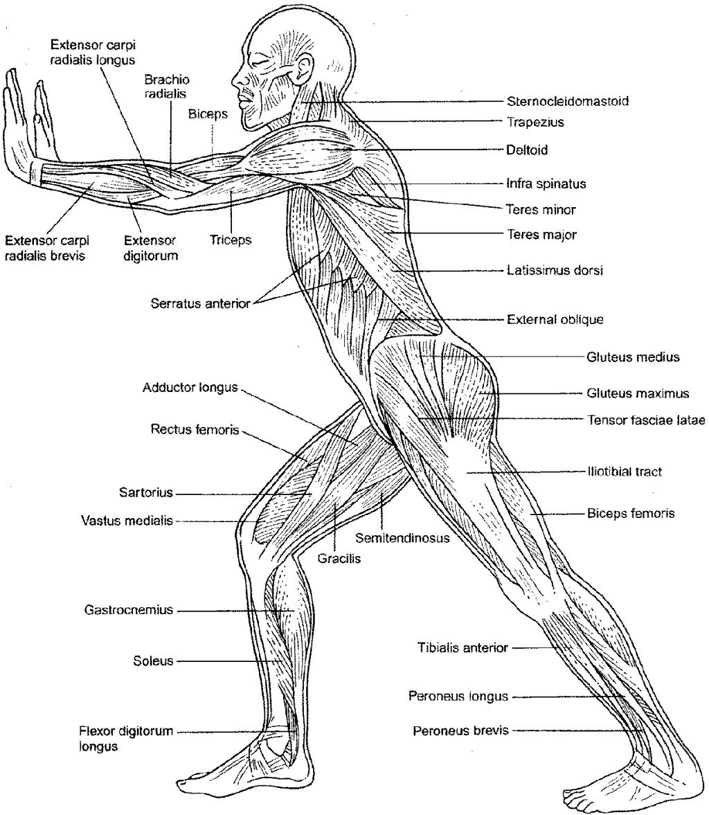Anatomy Coloring Book Anatomy And Physiology Muscular System