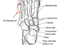 Anatomy Coloring Pages Bones Google Search Anatomy Coloring Book