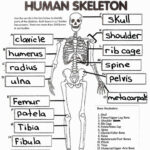 Anatomy Coloring Pages Coloring Page Free Printable Human Anatomy