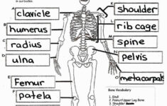 Anatomy Coloring Pages Coloring Page Free Printable Human Anatomy