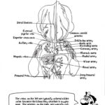 Anatomy Coloring Pages For Kids Coloring Home