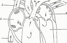 Anatomy Coloring Pages For Kids Coloring Home