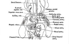 Anatomy Coloring Pages For Kids Coloring Home