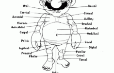 Anatomy Coloring Pages Heart Coloring Home