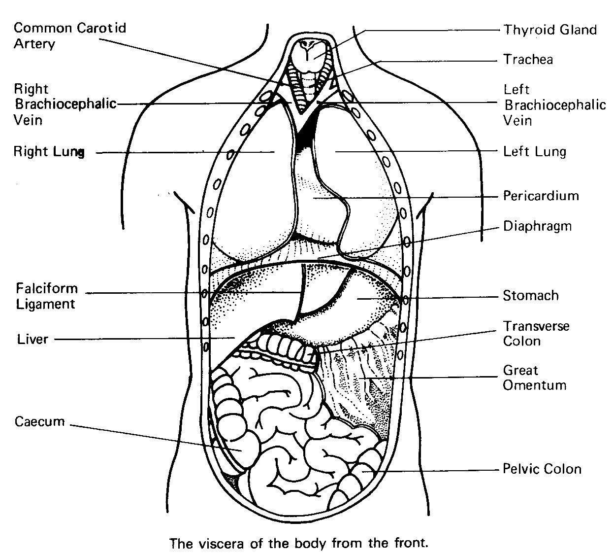Anatomy Coloring Pages Human Organs Coloring Page Anatomy Coloring 