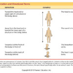 Anatomy Directional Terms Quiz