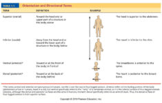 Anatomy Directional Terms Quiz