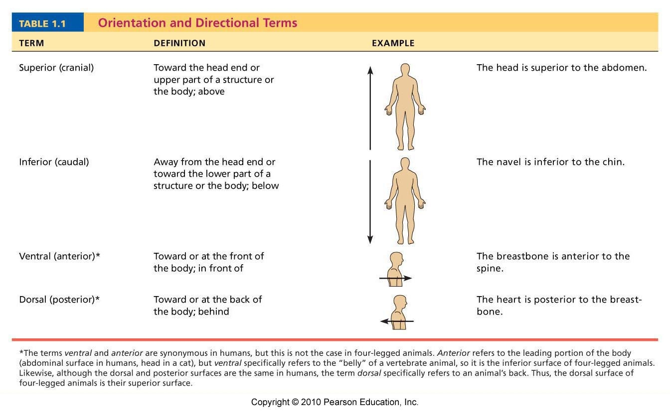 Anatomy Directional Terms Quiz