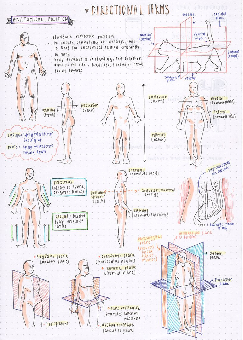 Anatomy Directional Terms Worksheet Worksheet