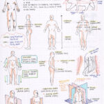 Anatomy Directional Terms Worksheet Worksheet