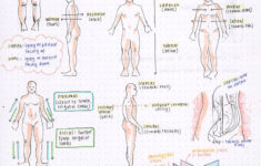 Anatomy Directional Terms Worksheet Worksheet