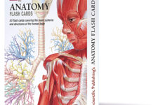Anatomy Flash Cards Scientific Publishing