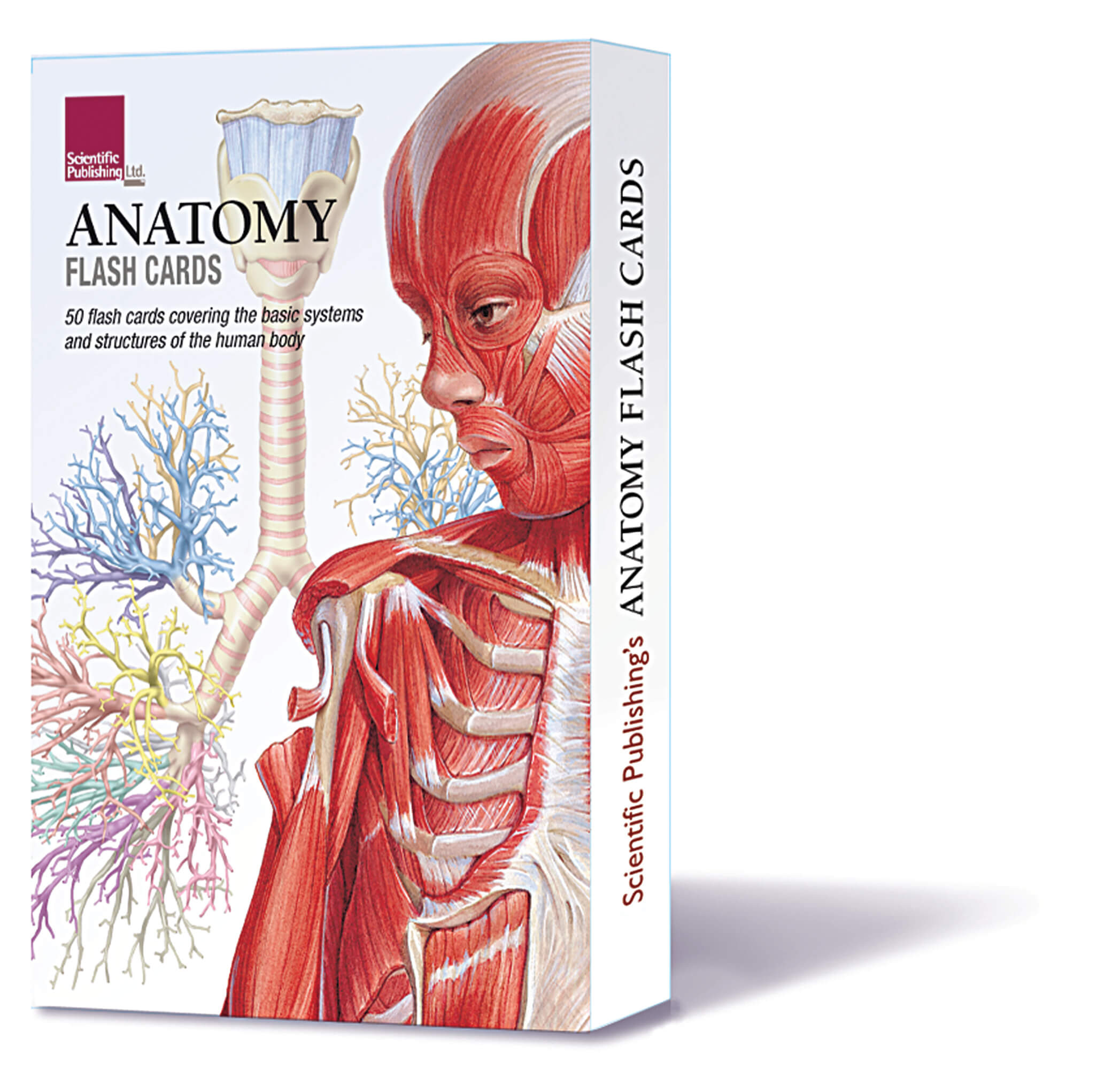 Anatomy Flash Cards Scientific Publishing