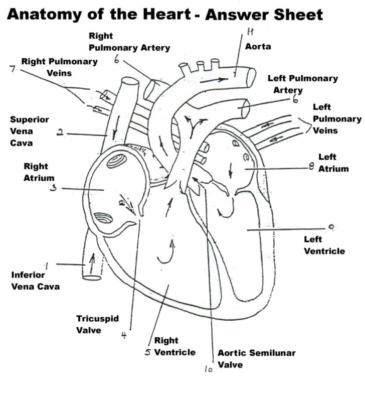 The Human Heart Anatomy And Circulation Worksheet Answer Key