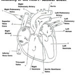 Anatomy Heart Diagram Labeled Anatomy And Physiology Heart Worksheet
