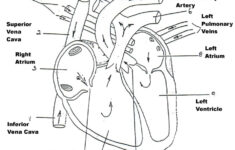 Anatomy Heart Diagram Labeled Anatomy And Physiology Heart Worksheet