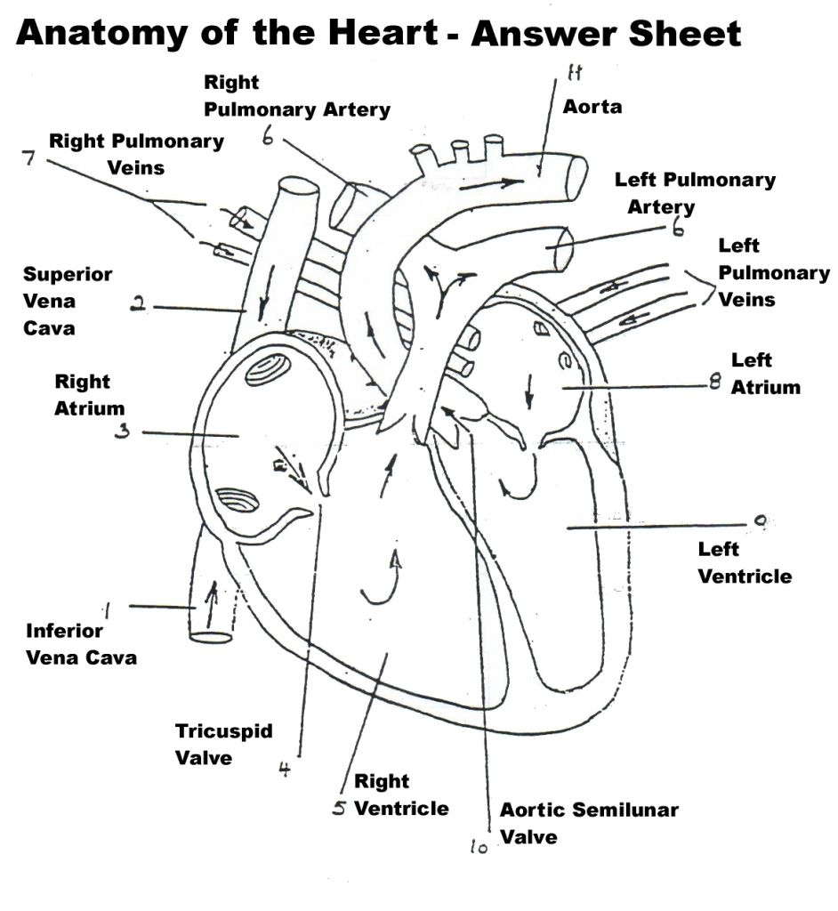Anatomy Heart Diagram Labeled Anatomy And Physiology Heart Worksheet 