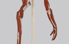 Anatomy In Clay A Humane Alternative To The Use Of Animals In Anatomy