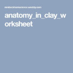 Anatomy In Clay Worksheet