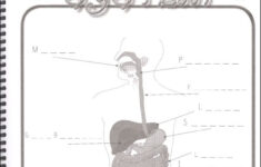 Anatomy Junior Notebooking Journal Apologia 9781935495475