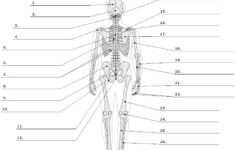 Anatomy Labeling Worksheets Google Search Anatomy And Physiology