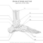 Anatomy Labeling Worksheets Google Search Anatomy Bones Anatomy
