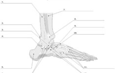 Anatomy Labeling Worksheets Google Search Anatomy Bones Anatomy